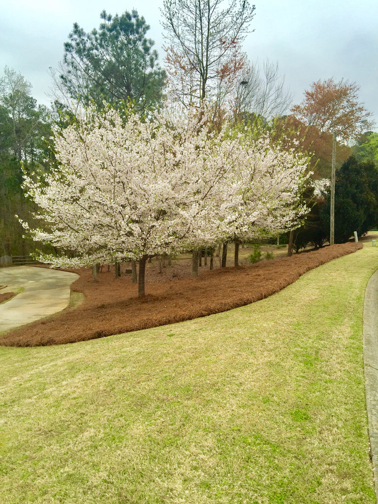 Premium Pine Straw | 300 Sqft. | 9 or 14 Inch | New Bigger Size