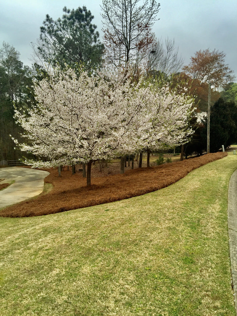 Premium Pine Straw | 9 and 14 inch | Covers 2400 Sqft.