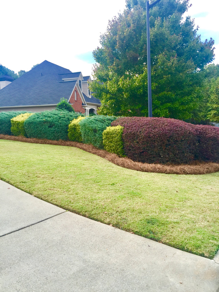 Premium USA Pine Straw Mulch | Long Needle | Covers up to 210 Sqft.