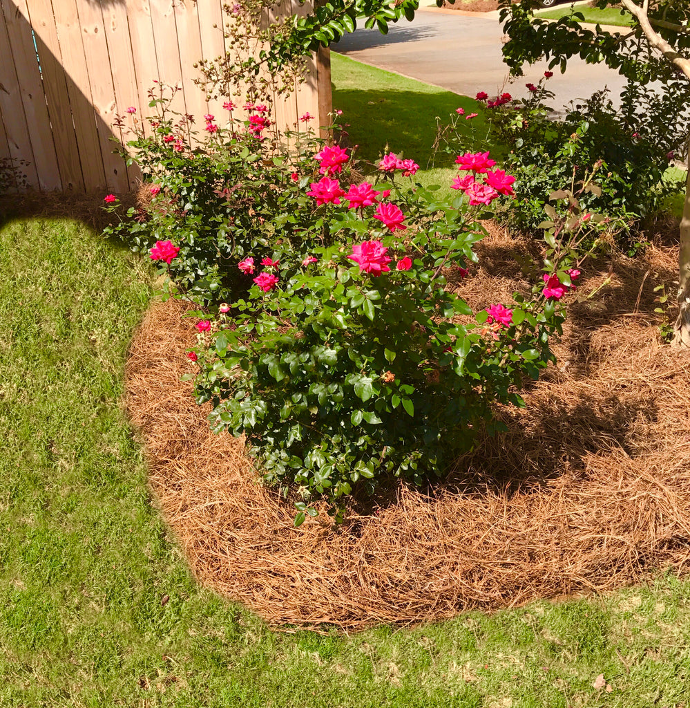 Premium USA Pine Straw Mulch | Long Needle | Covers up to 210 Sqft.