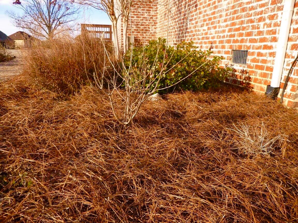 Premium Pine straw - 14 Inch Needles Covers 630 Sqft
